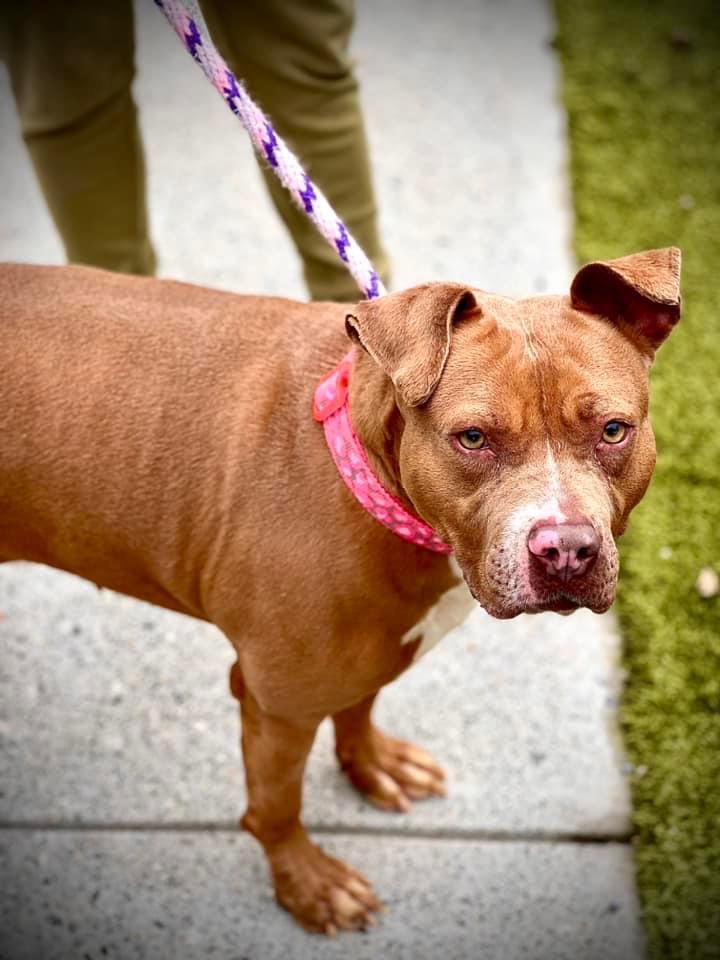 Older gentle pitbull mix killed by Gwinnett County Animal Shelter